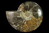 Polished, Agatized Ammonite (Cleoniceras) - Madagascar #149167-1